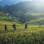 ifugao rice terrace engineering