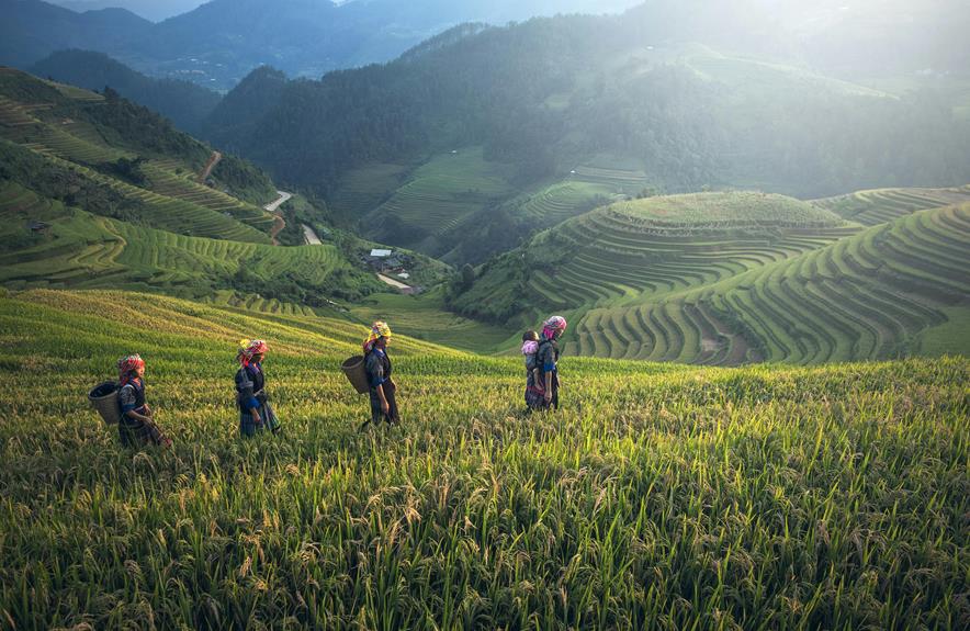 ifugao rice terrace engineering